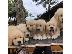 PoulaTo: amazing puppies for adoption